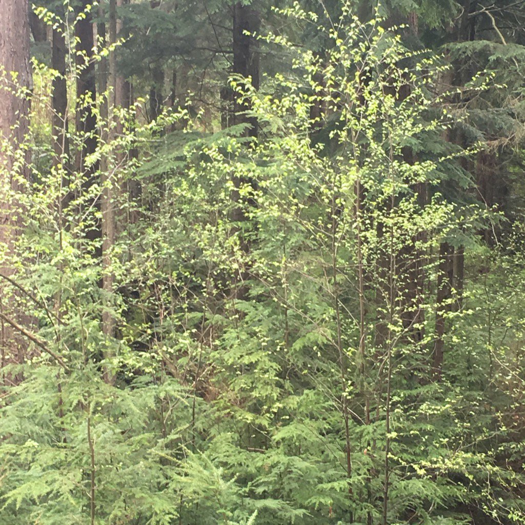 BullisJennifer's tweet image. I love the "floating confetti" look of early leaves. #trailnotes