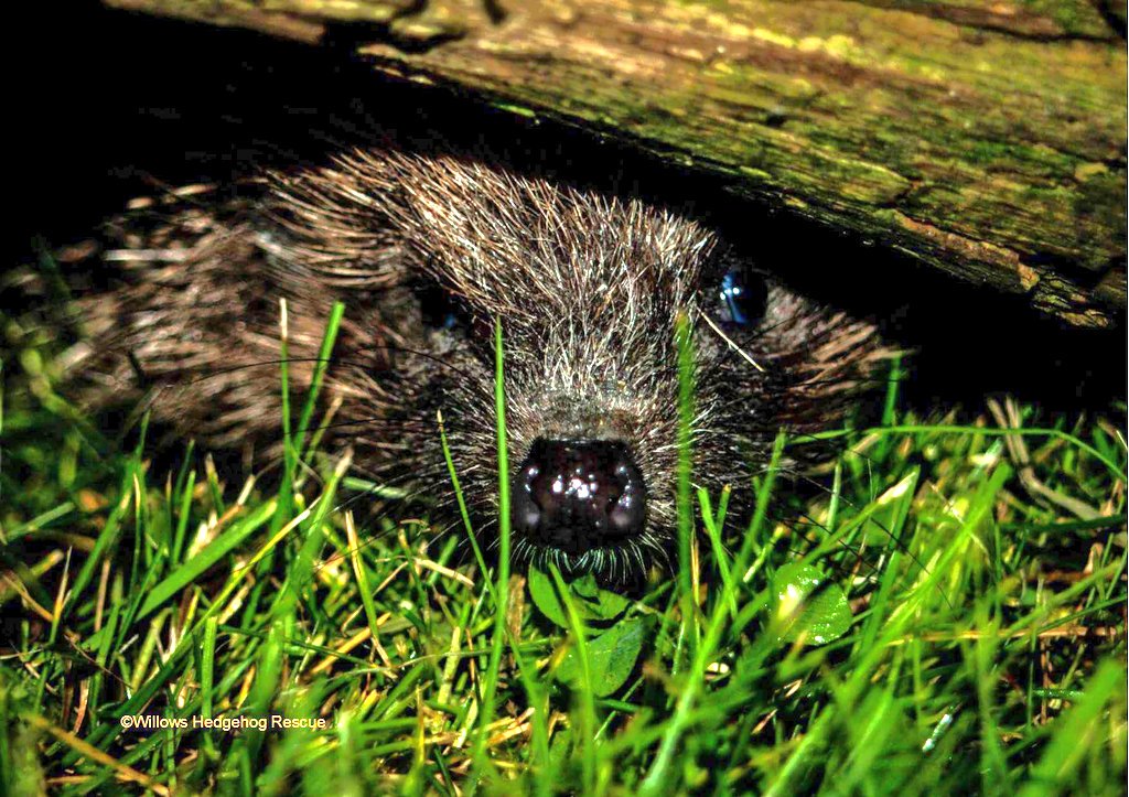 My thoughts for a Friday on my blog littlehistories.co.uk/2016/04/you-br… &amp; some ways below to make a change. @Team4Nature300