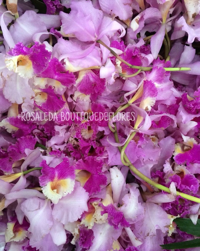 ROSALEDA_BDF's tweet photo. Orquídeas Cattleya 💗 Inf: 3105352025 - Cra 10 # 97 - 13 https://t.co/XWdD2ay042