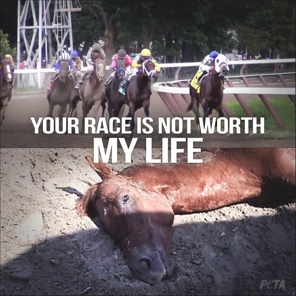 PETAUK's tweet photo. Betting isn't harmless fun - it’s making money at an animal’s expense. #YouBetTheyDie https://t.co/xLLW1brBXg https://t.co/0iHK6ssRcH