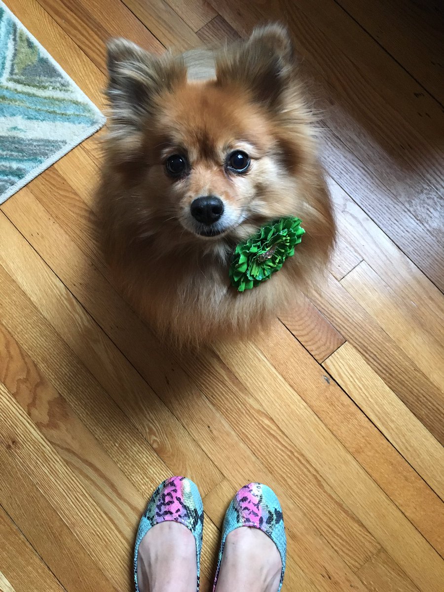 Cupcake approves of her mommy's 1st pair of <a href="/tieks/">Tieks</a> shoes &amp; her pretty new bow! 😍🐍🌸 #tieks #pomeranian