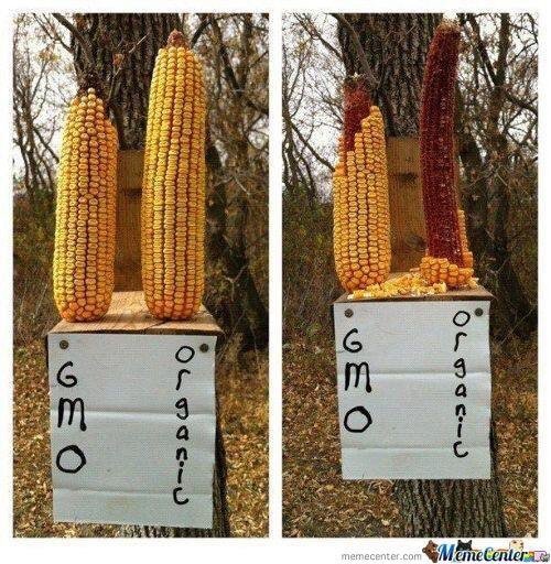 Fight Against GMOs (@say_no_gmo) on Twitter photo 
