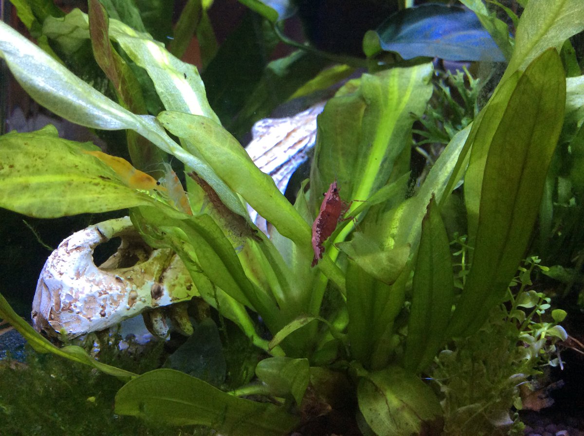 palaeoplushies's tweet photo. My shrimp are happy again! Back out in the open, exploring and munching on algae and pumpkin. #tinytankchallenge https://t.co/6Hb7UyWtE5