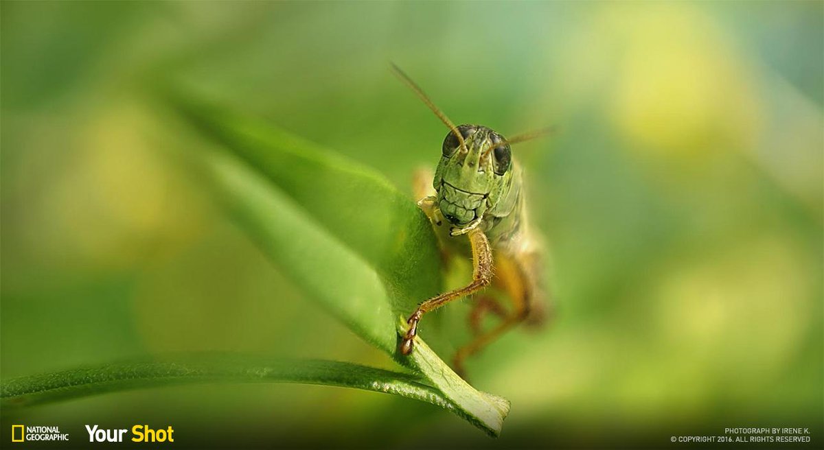 Friday Fact: If grasshoppers were the size of people, they could leap the length of a basketball court.