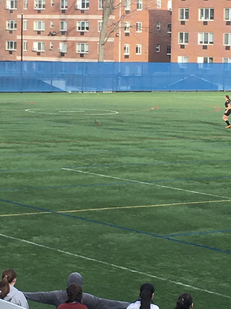 vicunad's tweet photo. LET HIM PLAY!! PUT HIM IN COACH!!! https://t.co/HfcTrOHtsY