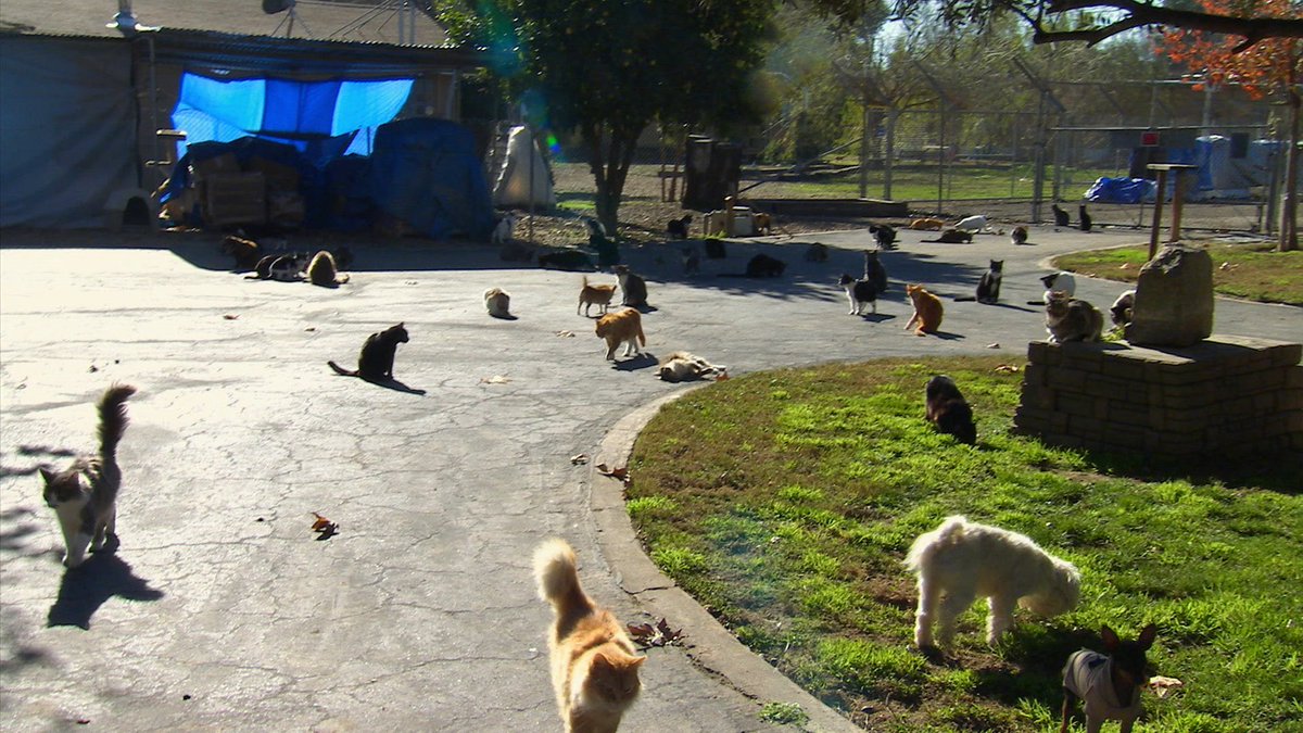 CBSPetVet's tweet image. Journey to the land of 1,000 kitties w/ @BondiVet as he gets up close w/ residents of a feline foster home!
