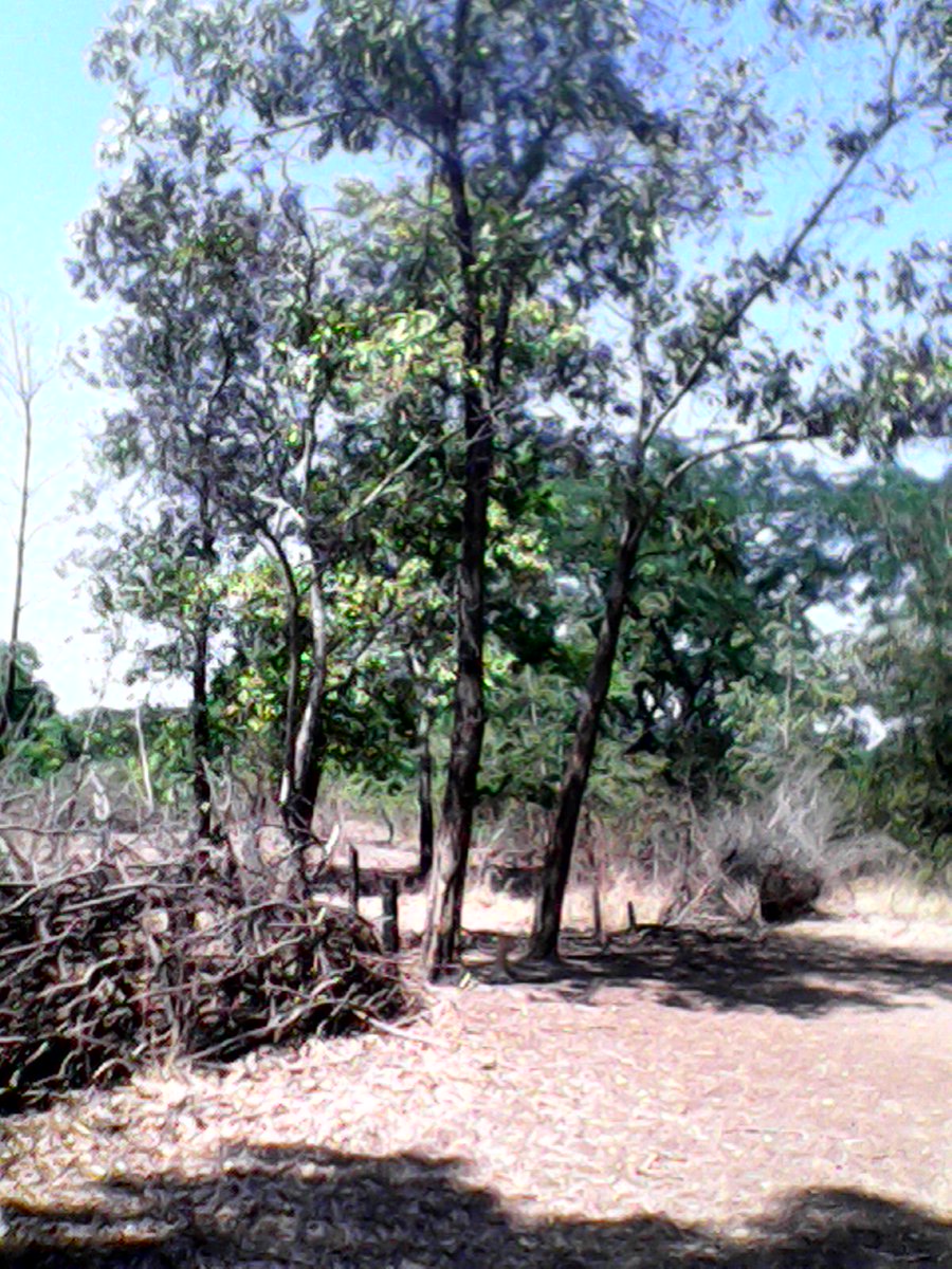 LeopoldHaba4's tweet photo. @LeopoldHaba4 sos pour la foret en guineen signe ccf leo https://t.co/5trPBMm1G7