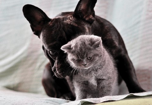 Frenchie Got Himself a Cute Kitten but Now What? frenchbulldogfanclub.com/french-bulldog…