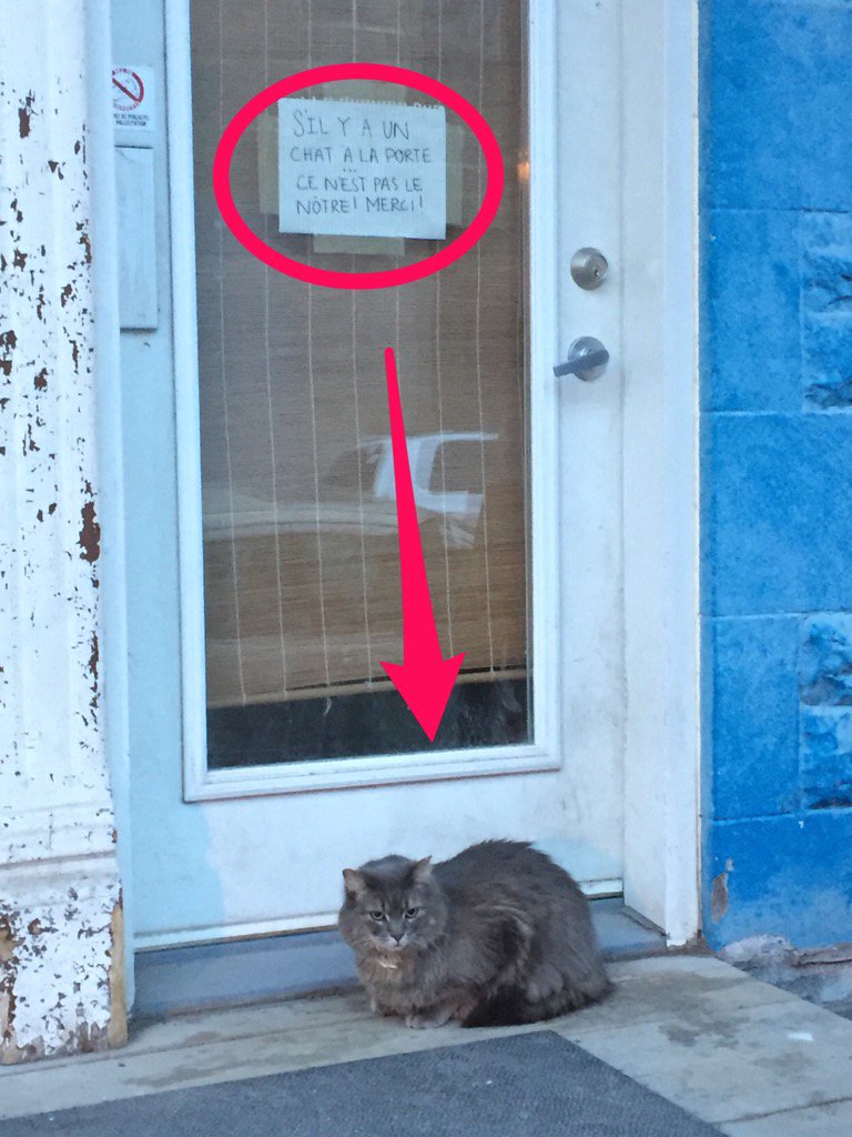 "If there's a cat at the door, it's not ours" 😂 #plateaucats #skitch
