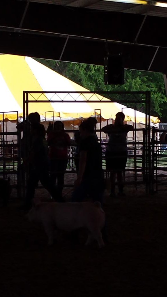 DHS college counselor Melanie Bailey showing pig for Teach the Teacher #ctespringisd #believeinspring #4excellence