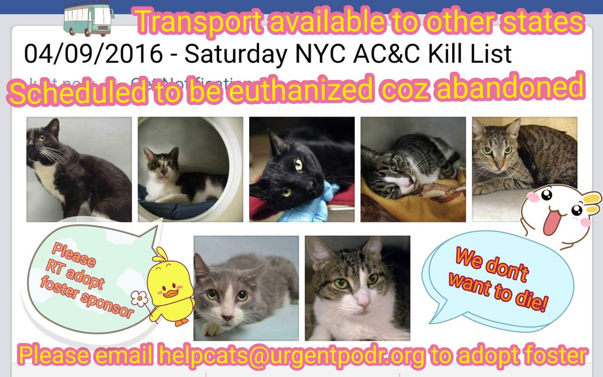 MeowMiya88's tweet photo. Scheduled to be euthanized coz abandoned April 9 #NYC 🆘 online adoption pickup in 48hours https://t.co/U1Xxr91Y6g https://t.co/FPSo9zE0w7