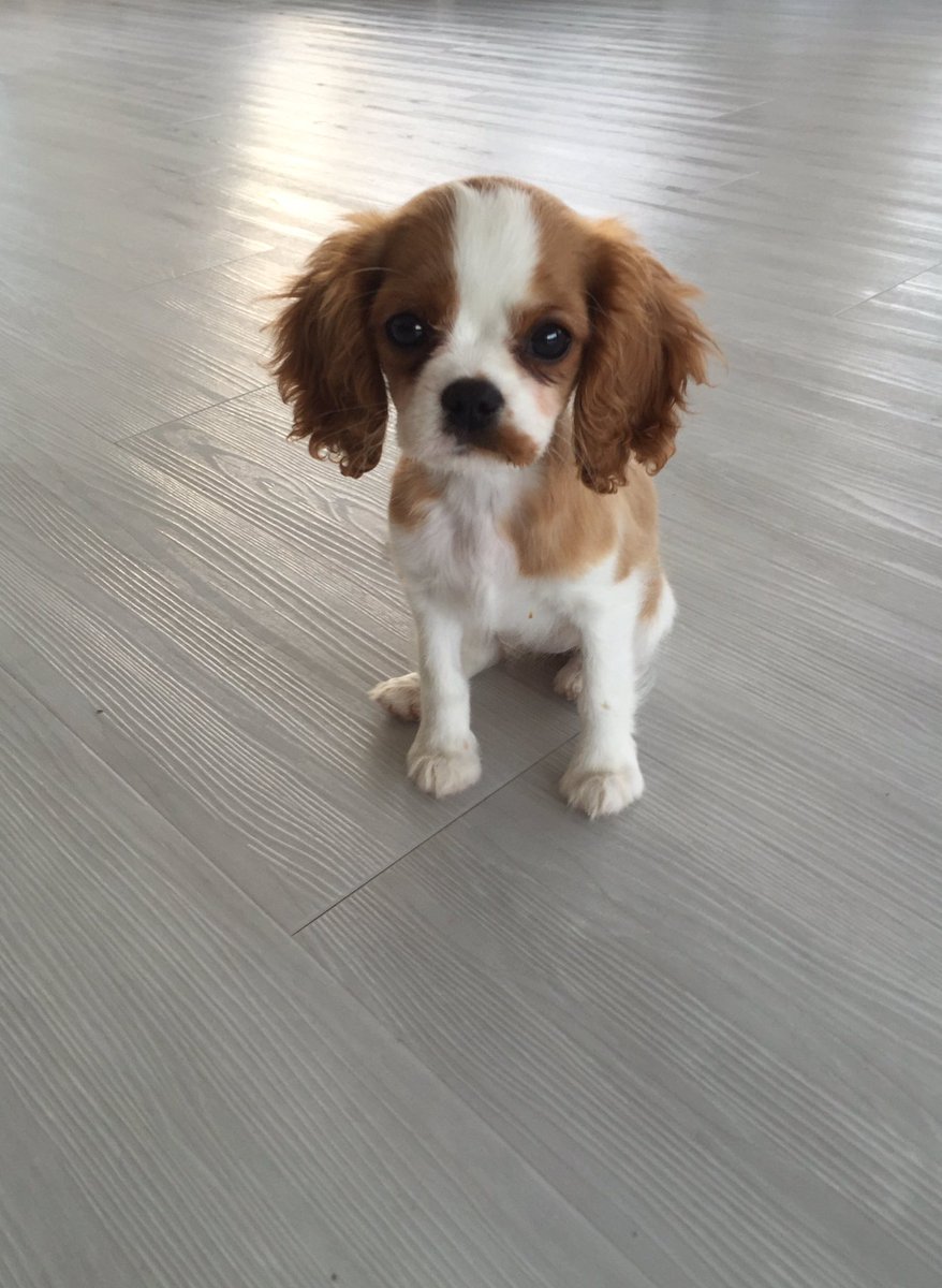 Introducing Lulu Raskin! (And how about that #floor ;) #puppy #love #flooring
