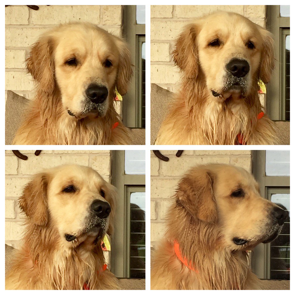 JohnMarkDavis1's tweet photo. Breck!!! #StudlyDog https://t.co/yW26QTsvAD