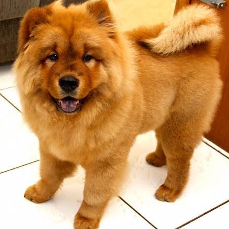 rodrigo_linuxx's tweet image. 