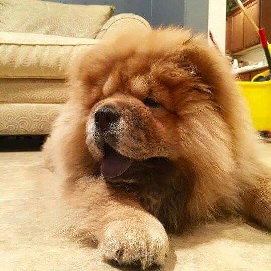 rodrigo_linuxx's tweet image. 