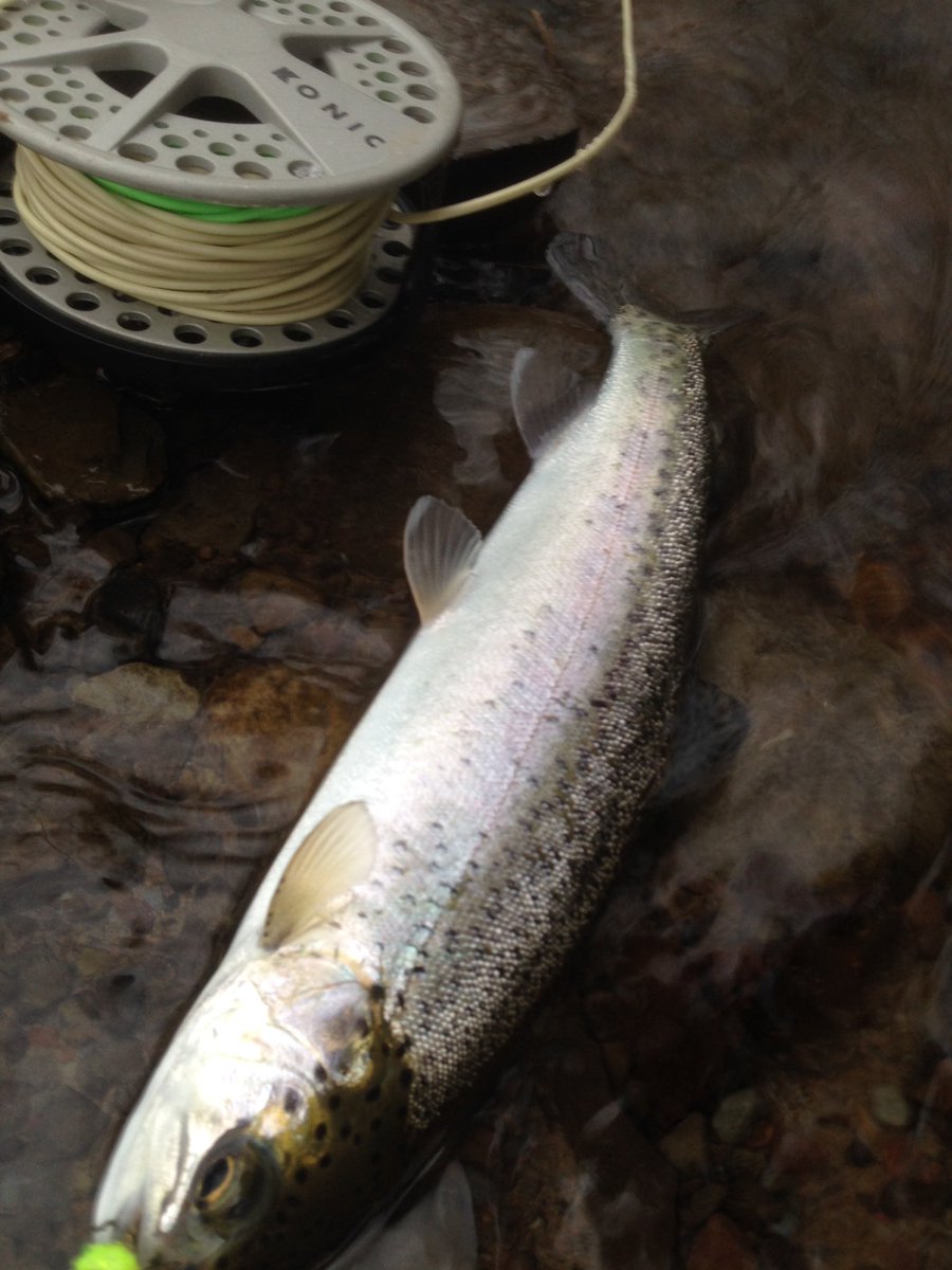chickenchucker1's tweet photo. Hit the river hard today blizzard conditions looking for dropbacks.#rainbowtrout #salmonriverny https://t.co/TwomOg1Y5R