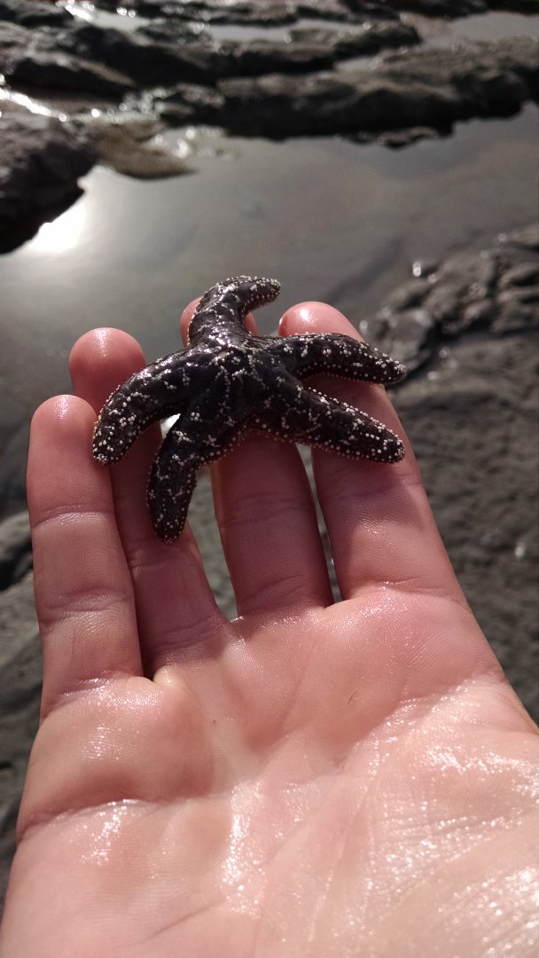 9a027bfda33044c's tweet photo. Oregon tide pools. https://t.co/S1Sj2CWNoM
