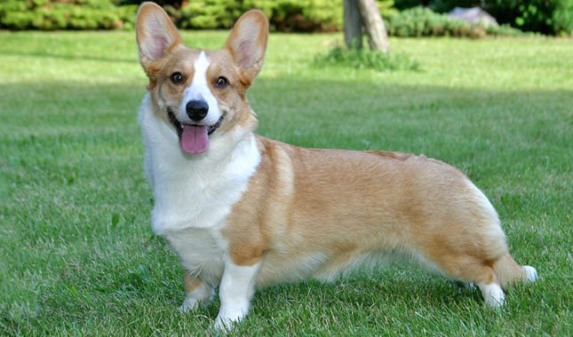 brian_ir's tweet photo. @lauras_awkward <3 Keep Calm and Carry On

And have a corgi https://t.co/yj5uTSoPP3