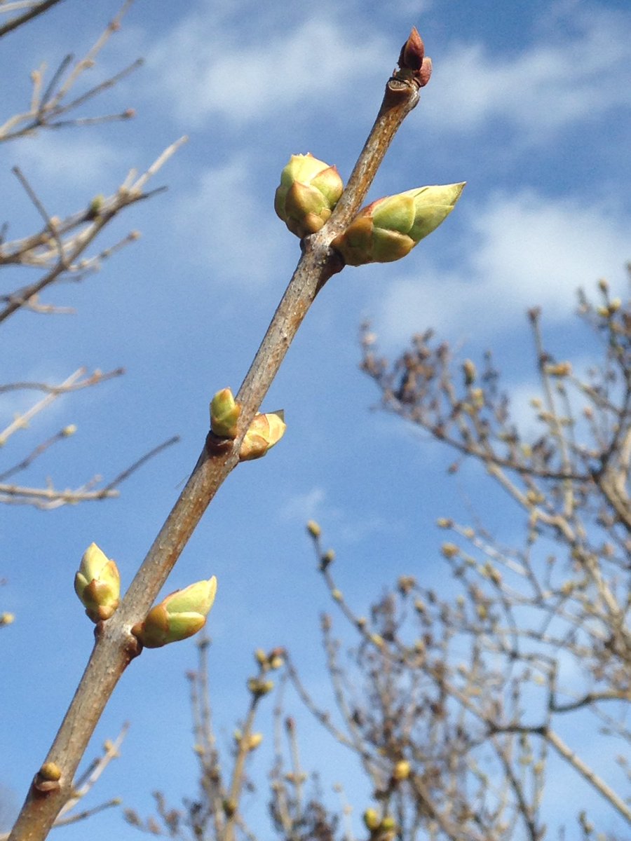 s_scale's tweet photo. Signs of spring found on @RBGCanada trails. Now if only the warmer temperatures could follow! #SpringToIt https://t.co/uIvUvQqudx