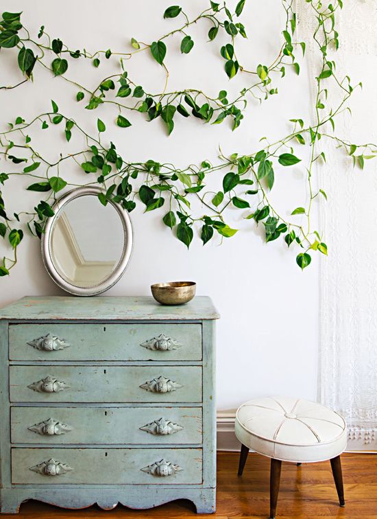 Have a shady room? Check out the blog to find out about some awesome low light plants! bit.ly/1qz40sW