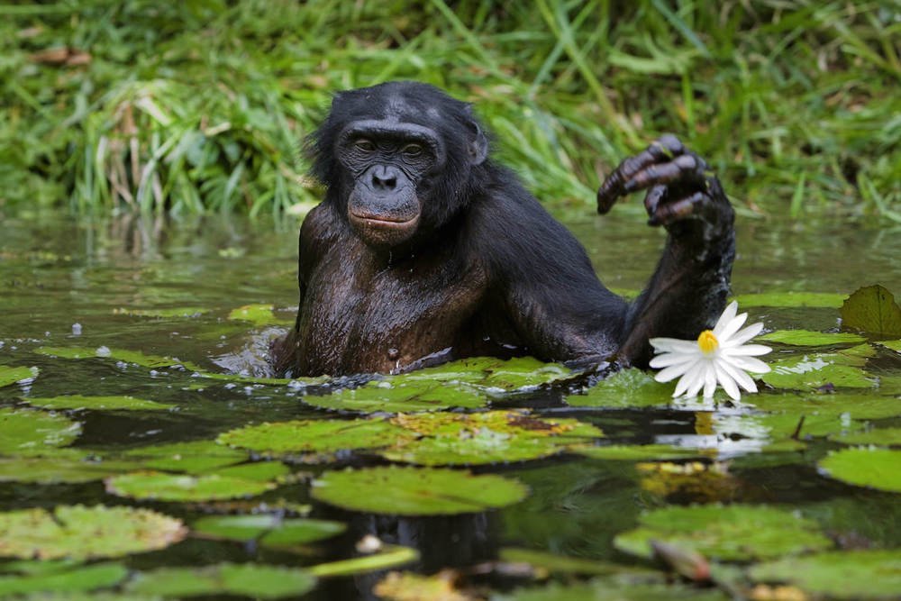DarwinMonkey's tweet photo. +

| [English] thumb
|--------------------------
| [Sanskrit] अङ्गुष्ठ

. https://t.co/EpU0V7Gnf9