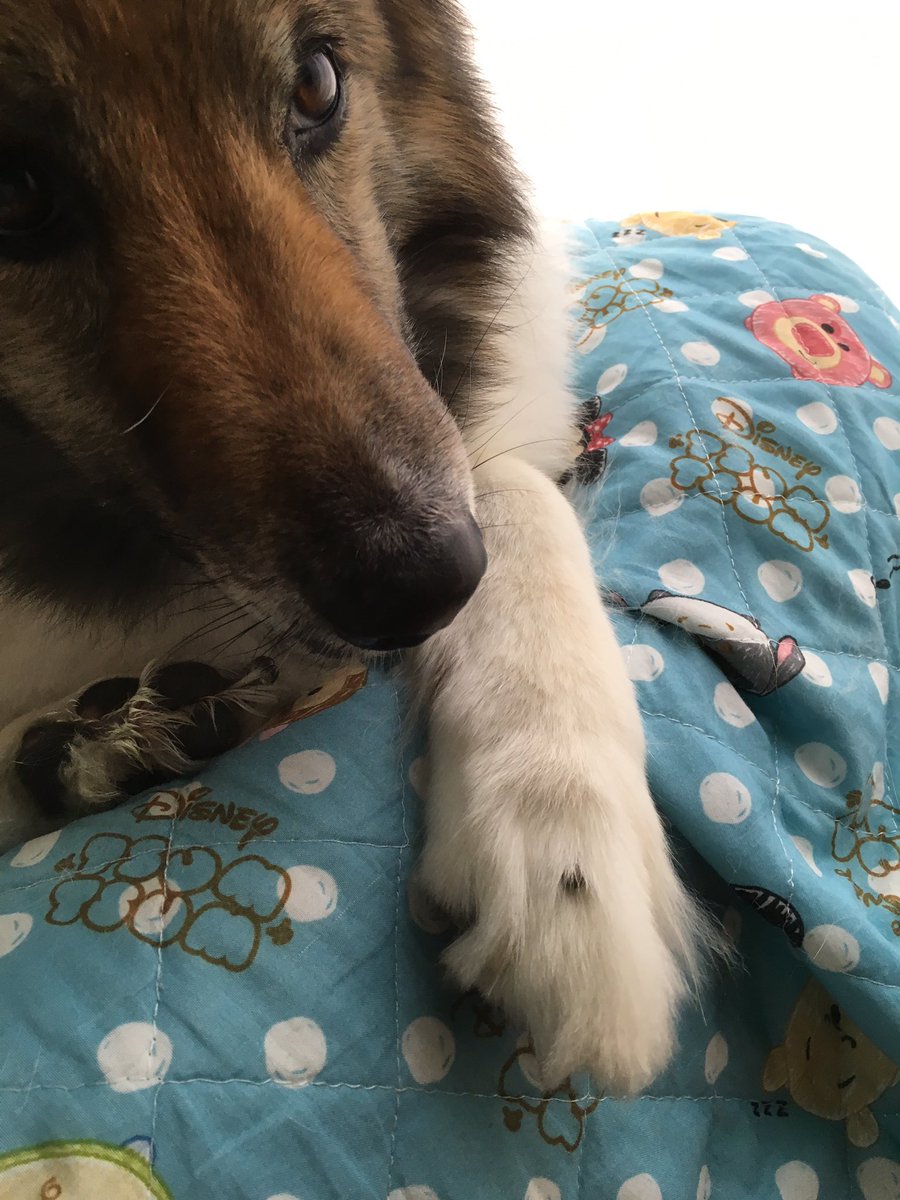 てぃら 前足にマダニが付いてたです マダニ取り方 脱脂綿にアルコールを染み込ませる その脱脂綿をマダニのいるところへ押し当てる マダニがアルコールで酔っ払って コロッと落ちました T Co Havj71mkuz