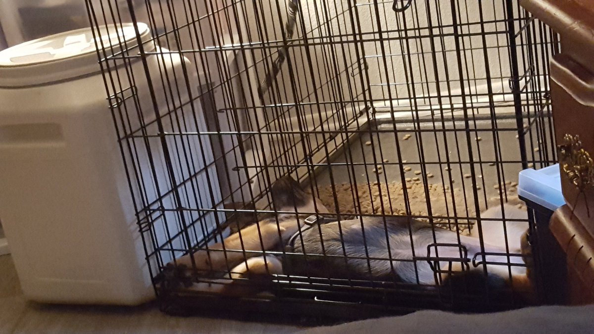 SaraGreggg's tweet photo. For real, timeout turned into a nap. Forgive the spilled puppy food. #gsd #gsdpuppy #cutegsd #sleepygsd #cutepuppy https://t.co/2PL0MkhirF