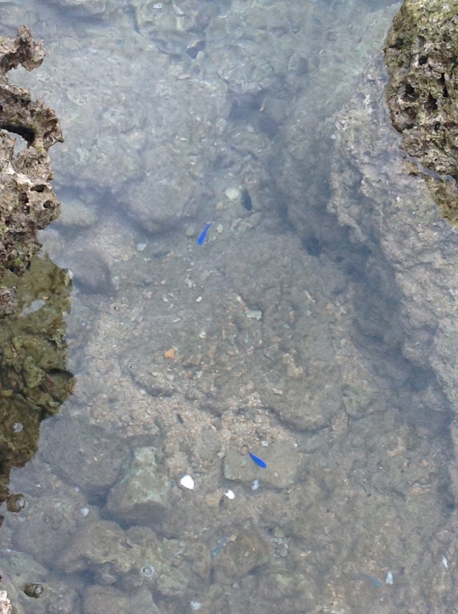 うづきりん カエルとガーゼをひとつまみ 久米島行ったよ 熱帯魚 の家へ そんな名前の場所なので最初 妹は建物があるんだろうと思いきや 岩場がまるで 熱帯魚 が住んでるみたい と思われる場所とか 実際パンをちぎり投げると岩場から青い魚が登場