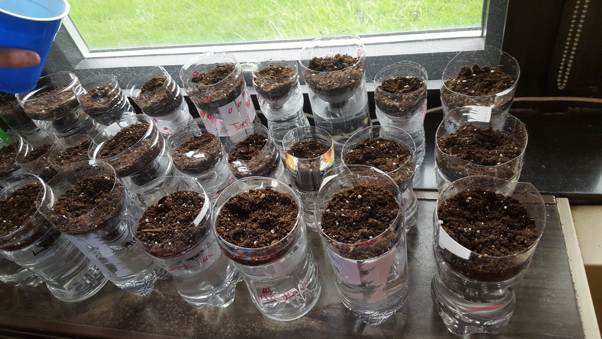 Let's watch the plants grow.  Mrs. Myers' 1st grade classroom!!