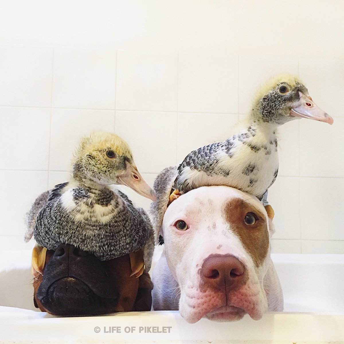 LifeOfPikelet's tweet photo. #Bathface
#Pikelet #PattyCakes #Popinjay #Penguin #rescuedogs #rescueducks #adopted https://t.co/EqLDB1OQiI