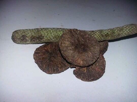 Sajian khas orang sumba Nusa Tenggara Timur-Indonesia