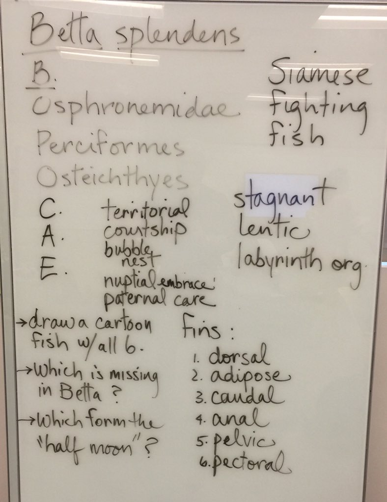 OrgOfTheDay's tweet image. #bettafish #1of2