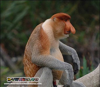 divedownbelow's tweet photo. Have #GoodOldFamily fun #ProboscisMonkeys &amp; #Fireflies package #ActivitiesForFamilies #Sabah https://t.co/XCXnLywQrC https://t.co/YT23f9vT8X