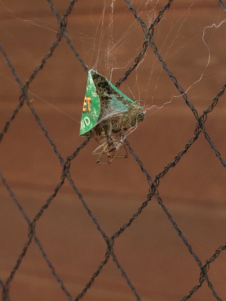 NickiTaws's tweet photo. Signs of autumn ... the Apple-sticker Curling Spider builds its characteristic shelter #Spider https://t.co/DvL58f5Pc9