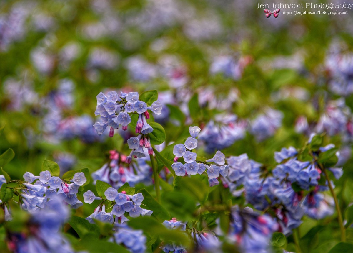 tPFmariah9999's tweet photo. #Spring #Virginia #Bluebells at #BullRunPark @spann @JimCantore @StormHour @yourtake #flowers #BullRun #vawx #wx https://t.co/cuHfkhKFca