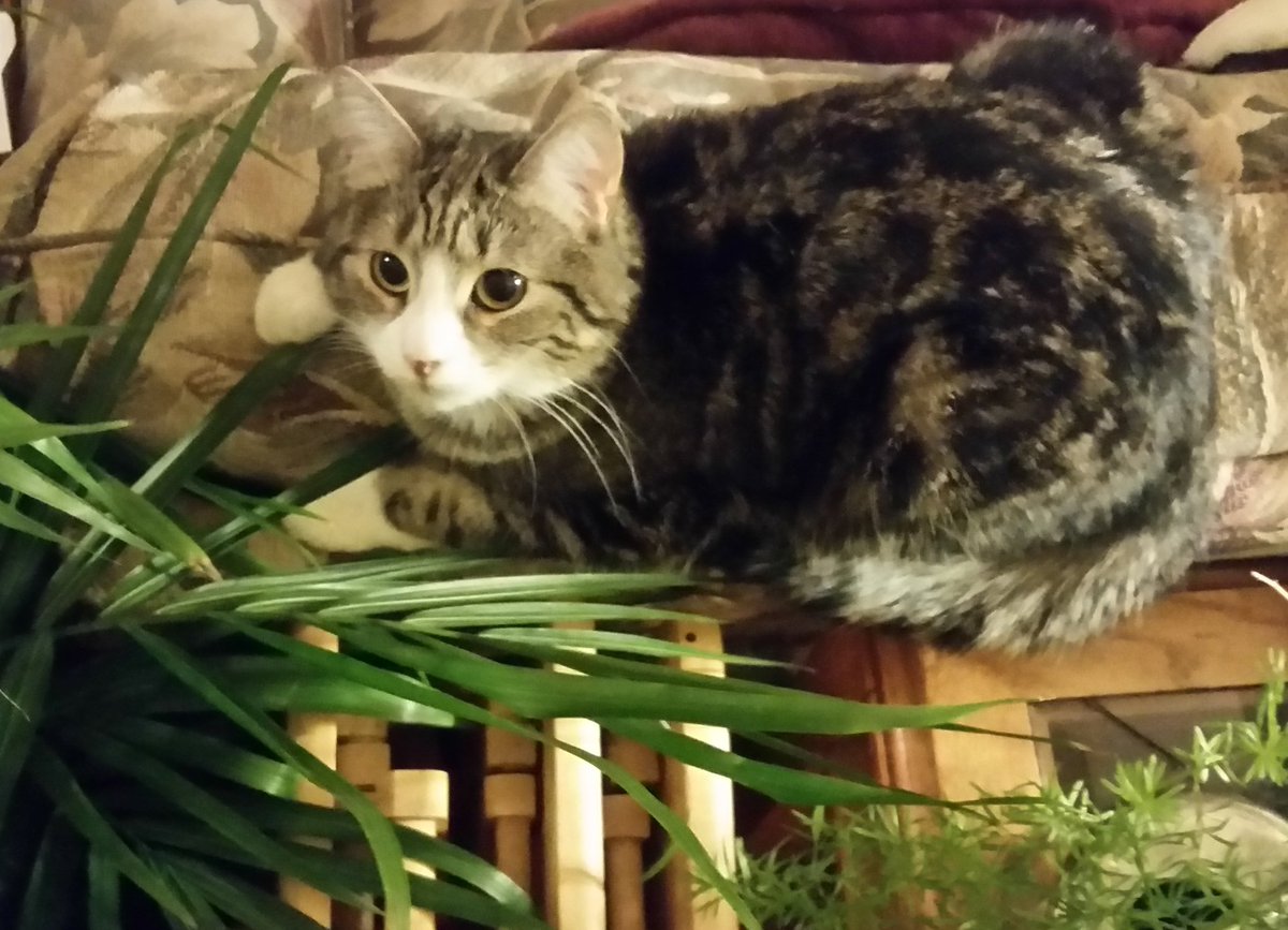 st0rmygedd0n's tweet image. Hiding in the jungle, waiting to pounce on feeble-minded humans 😼🌳👿🌿💯
#catsoftwitter #evilplot #clevergremlin