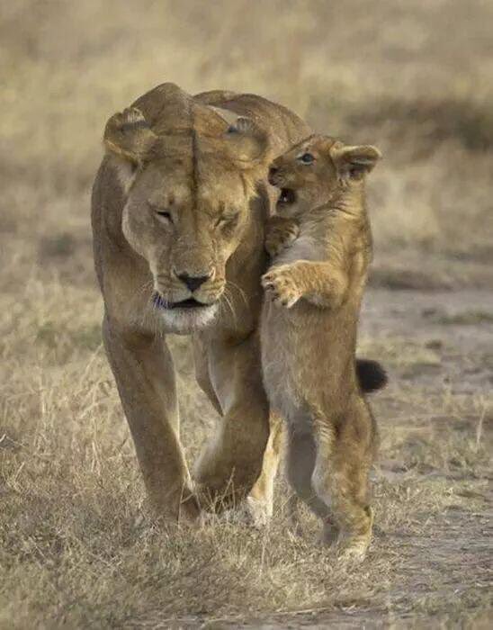 🕯نجر🕯انيات🕯
أنعت من تعطيه مصافيح الغنم🌱
قسمي من الصيد المعايا جنوبها👤
وقسمي من الصيد السمان الحراقد👤
#قطمير_النجراني