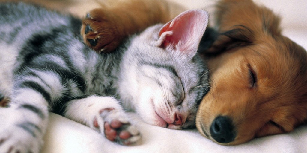 Veterinary_CE's tweet photo. I am a #Veterinarian #VeterinaryCE https://t.co/Kbqdbyv29f