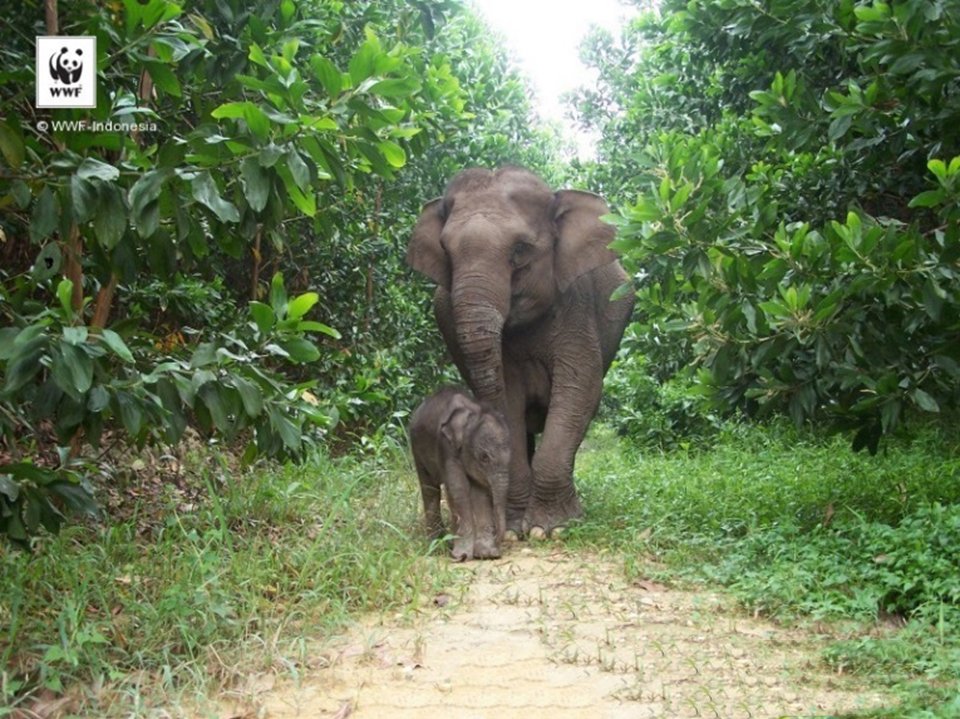 WWF_ID's tweet photo. Kehamilan gajah betina berlangsung selama 22 bulan dan hanya melahirkan satu anak setiap 5 tahun #JanganBunuhGajah https://t.co/9lCgqdH2e6