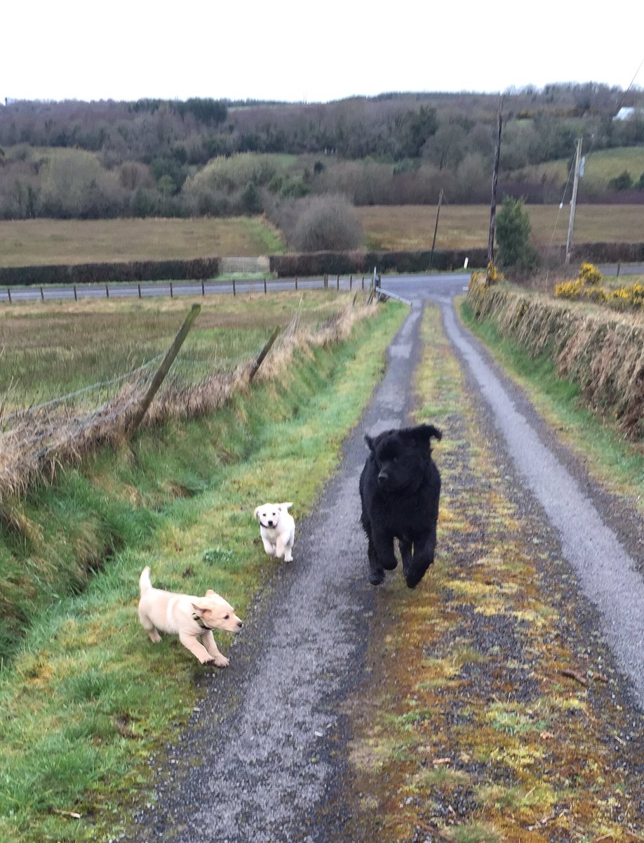 AutismDogHagrid's tweet photo. Morning walk with my fan club - Jerry &amp; Amber. Jerry &amp; I will be @JogForADog5k next Sun in aid of @mycaninecompani https://t.co/kSxUQHcjZ6