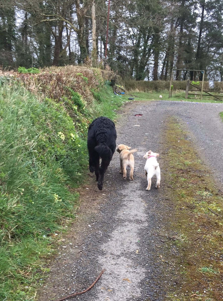 AutismDogHagrid's tweet photo. Morning walk with my fan club - Jerry &amp; Amber. Jerry &amp; I will be @JogForADog5k next Sun in aid of @mycaninecompani https://t.co/kSxUQHcjZ6