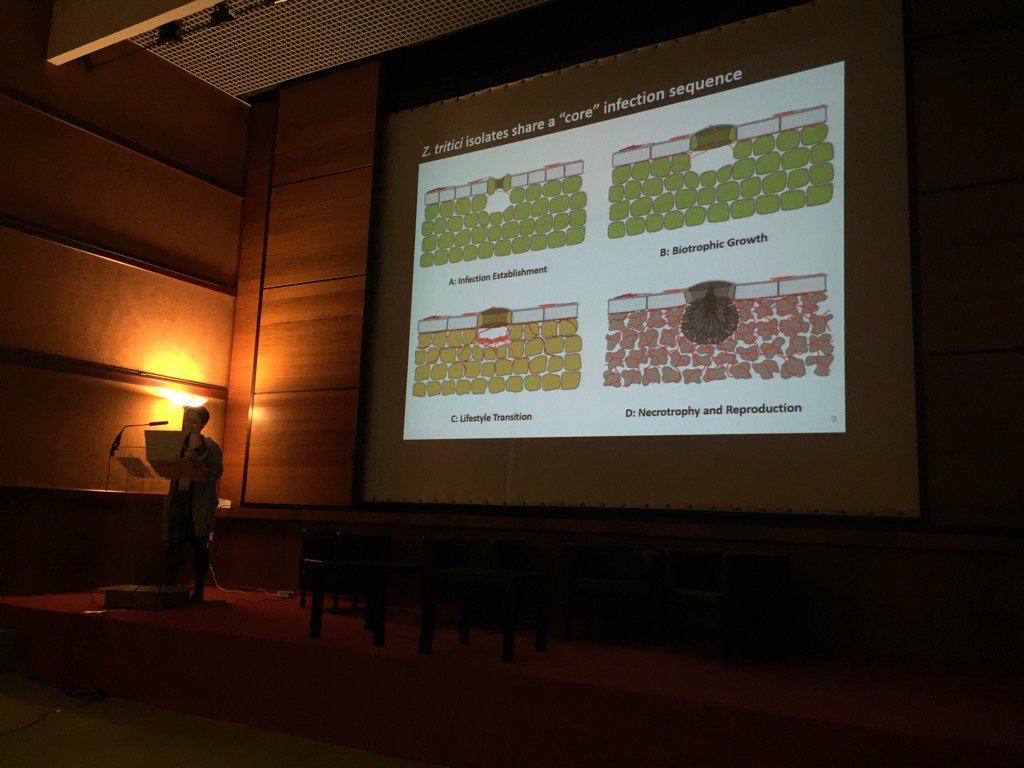 MareikeMM's tweet photo. @JanineHaueisen demonstrating core infection stages in Z. tritici #ECFG13 #ISSDC9 https://t.co/7d5zkfKaRW