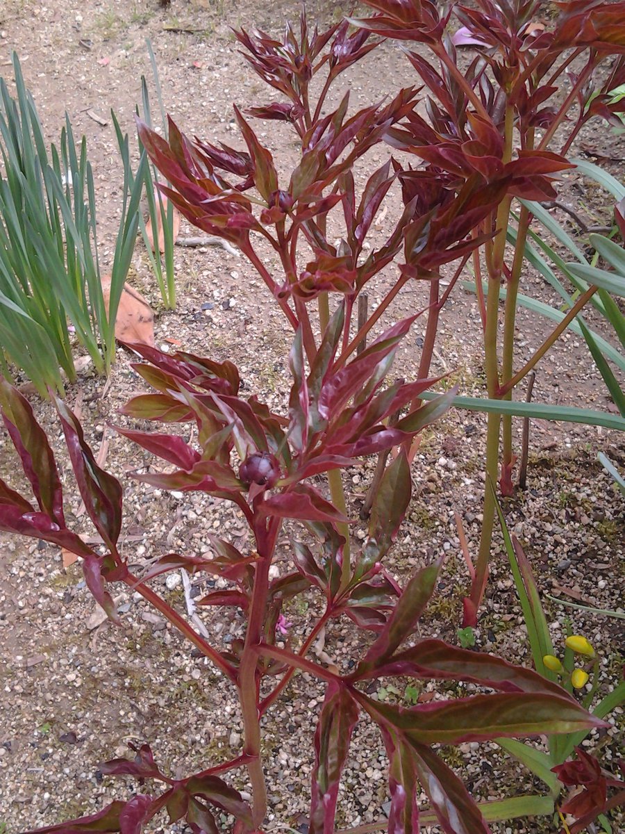 萬衛門 V Twitter これは白い芍薬の新芽です 葉や茎はバラの新芽と同様 赤茶色です T Co Ubswedzbpk
