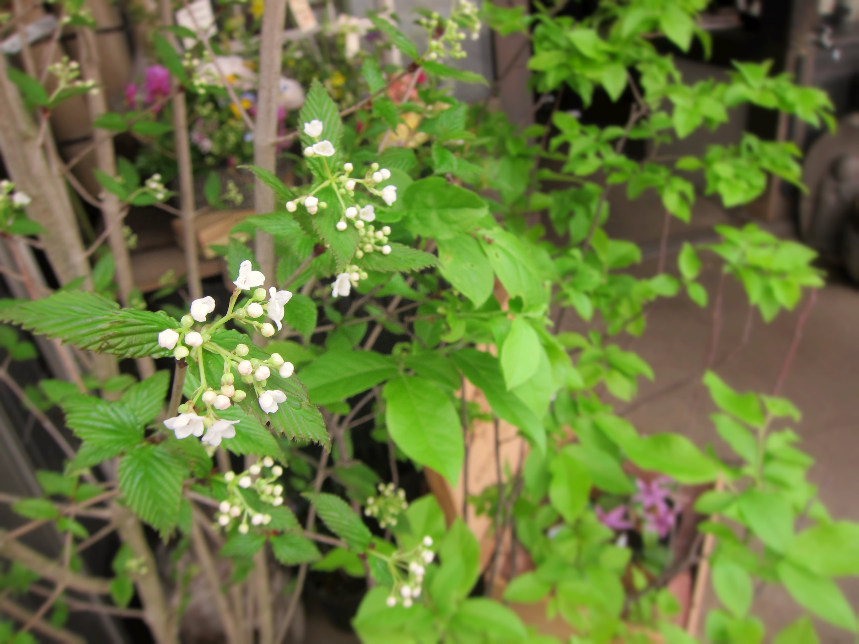 野の花 司 茶房 野の花 庭木サイズのオトコヨウゾメが入っています 白い小さな花がかわいらしい 山の雰囲気を持った雑木です 秋には赤い実になります 滅多に入荷はないので お見逃しなく オトコヨウゾメ 雑木 花 T Co Urirz8w606 Twitter