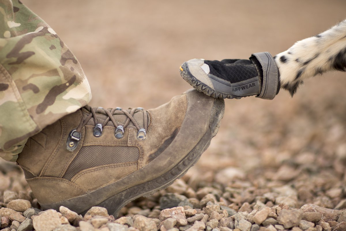 BritishArmy's tweet photo. Military working dogs have their own Personal Protective Equipment to protect them from their surroundings https://t.co/D6usMnsXKy