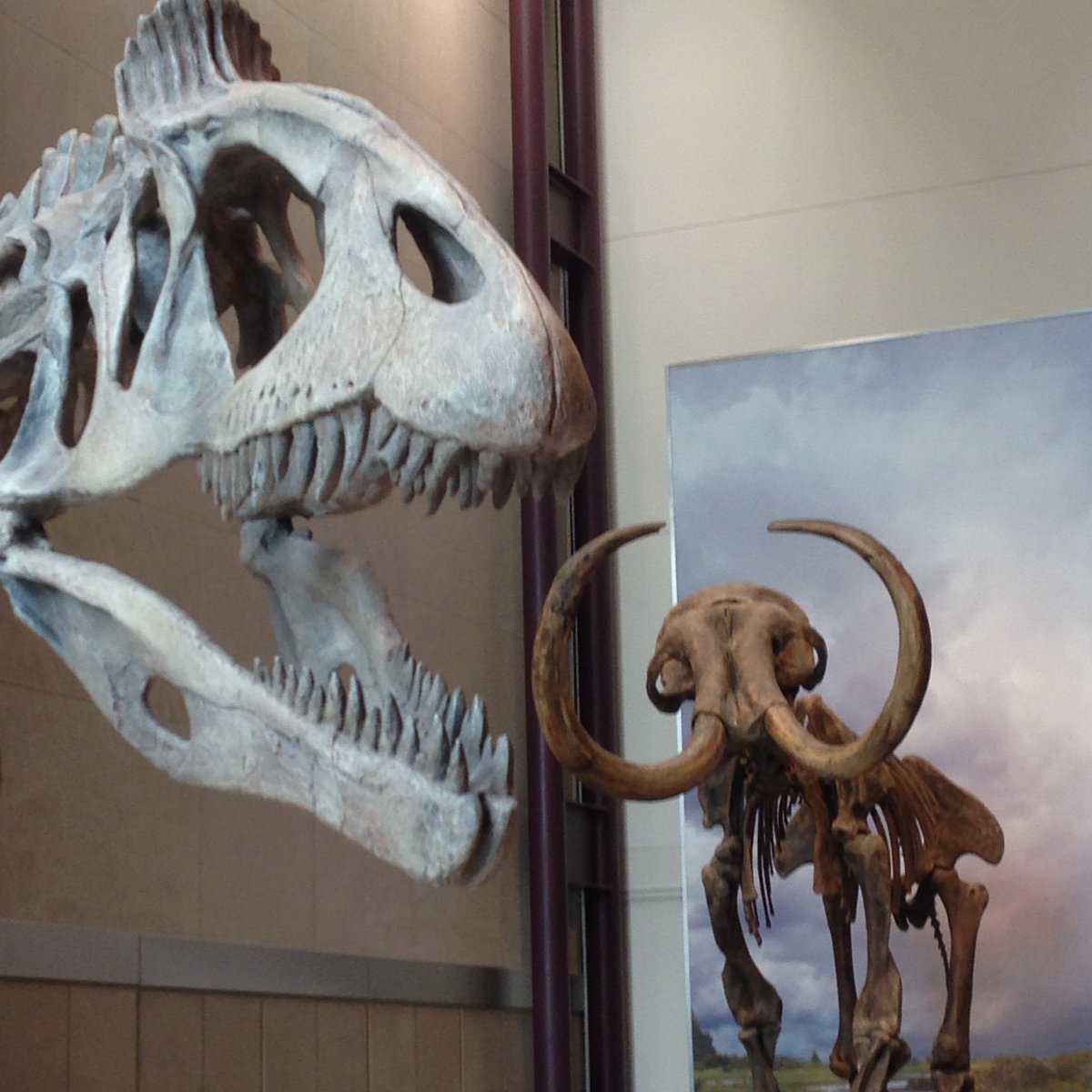 MKEPublicMuseum's tweet photo. Somebody better feed the Cryolophosaurus before he chomps on the Hebior Mammoth! #BIGisHere https://t.co/IpHcncZCrr https://t.co/5w7bsZXPR7