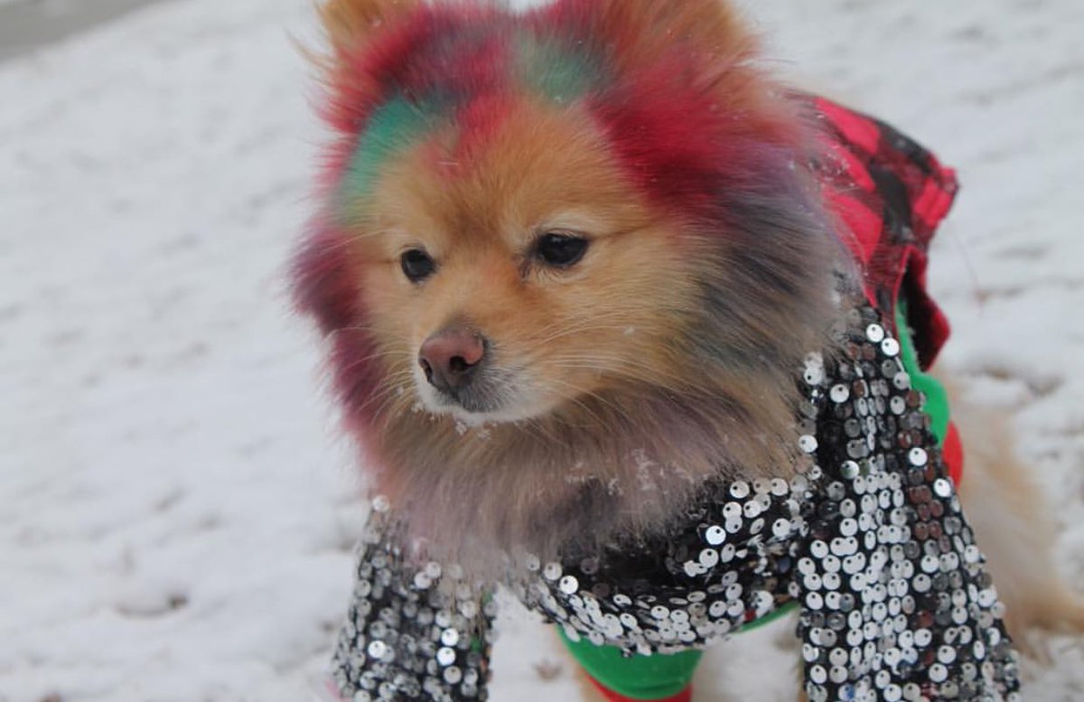 jovithepom's tweet image. throwback to when i had to wear this itchy scarf
