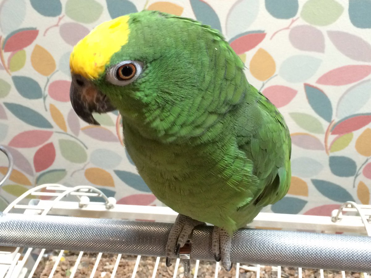 オウムのカフェ Freak 今日の オウムカフェ 珍しく 緑軍団が活躍しました ズアカハネナガ キビタイボウシ アルーオオハナインコ こんな日もあるんですね 鳥カフェ インコカフェ オウム インコ Parrot T Co Uyy1fbnshh