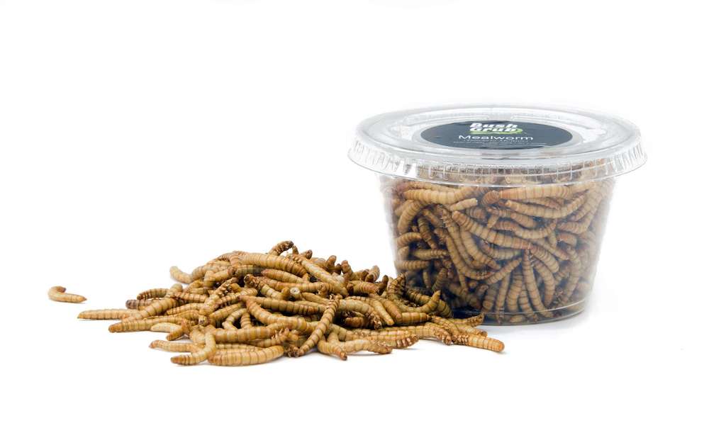 #Entrition Range takes it name from 'ENto'- Latin for insect and nuTRITION'  <a href="/BushGrub/">Ben Bartlett</a> sco.lt/5BoJP7