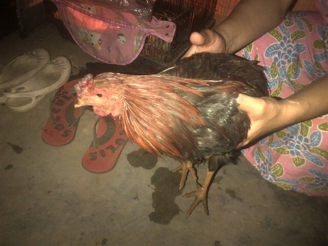 tinggarjayacity's tweet photo. Banyumas, Tinggarjaya kasus kematian ayam mendadak terjadi pd ayam milik warga, ciri penyakitnya kepala membiru https://t.co/ai32r3GLS5